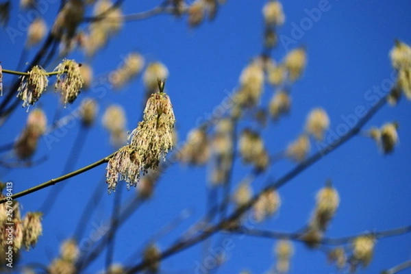 Fototapeta Weide in Blüte