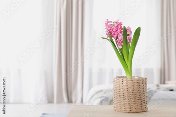 Fototapeta Beautiful hyacinth in wicker pot on table indoors, space for text. Spring flower