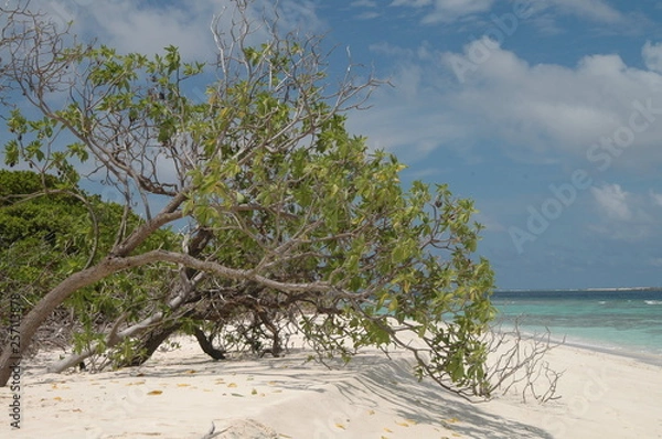 Obraz サンゴ礁の砂浜