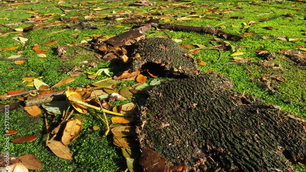 Fototapeta OLYMPUS DIGITAL CAMERA