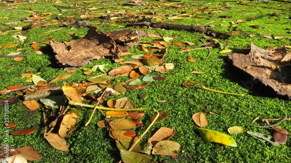 Fototapeta OLYMPUS DIGITAL CAMERA