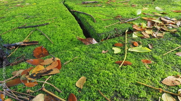 Fototapeta OLYMPUS DIGITAL CAMERA