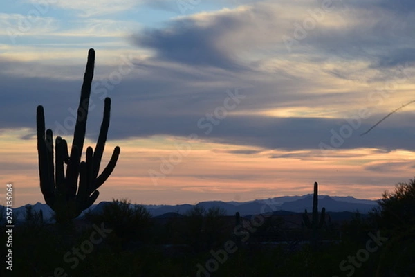 Fototapeta Cactus Sunset 08