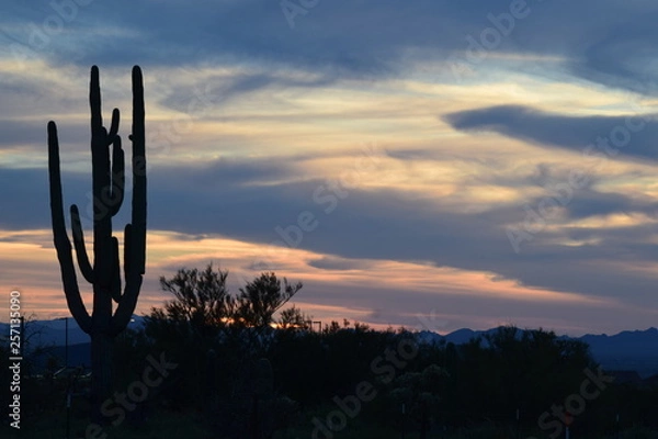 Fototapeta Cactus Sunset 01