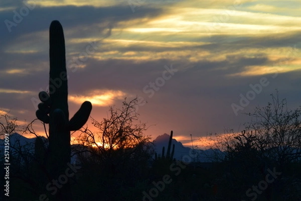 Fototapeta Cactus Sunset 02