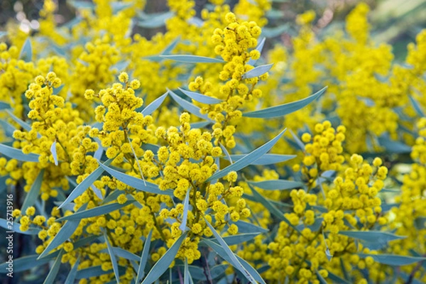 Obraz Australian acacia