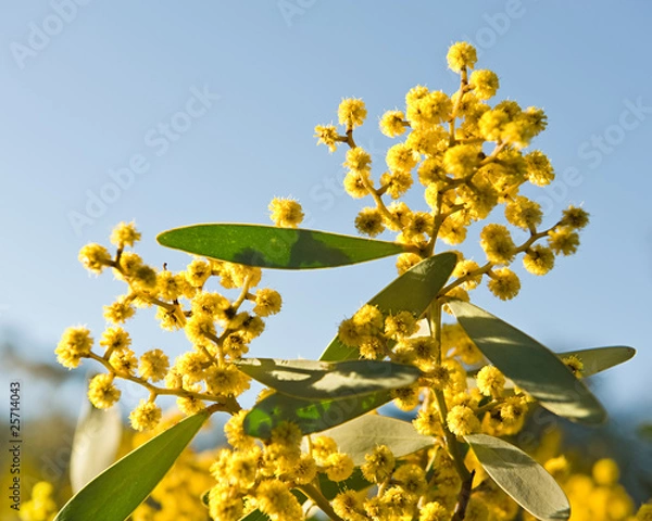 Obraz Australian acacia