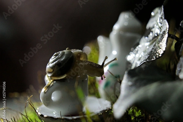 Fototapeta spider on leaf
