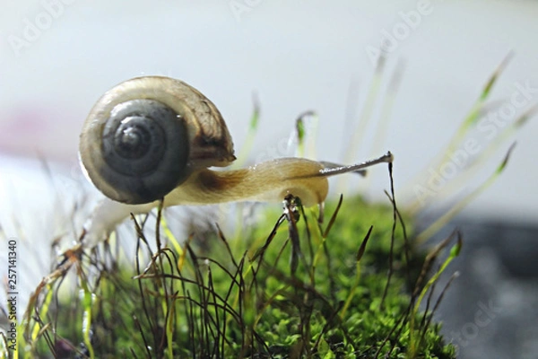 Fototapeta snail on grass