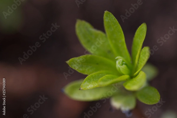 Obraz green forest plant