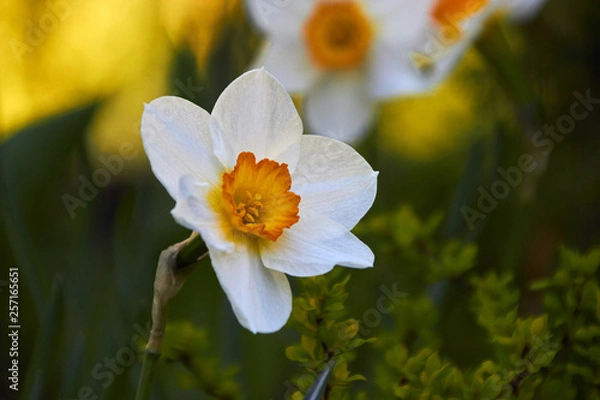 Obraz daffodils in the garden