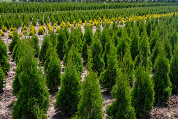 Obraz Thuja occidentalis in garden center.