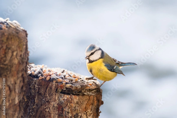 Obraz Vogel sucht Futter im Winter