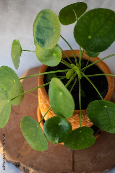 Obraz chinese money plant