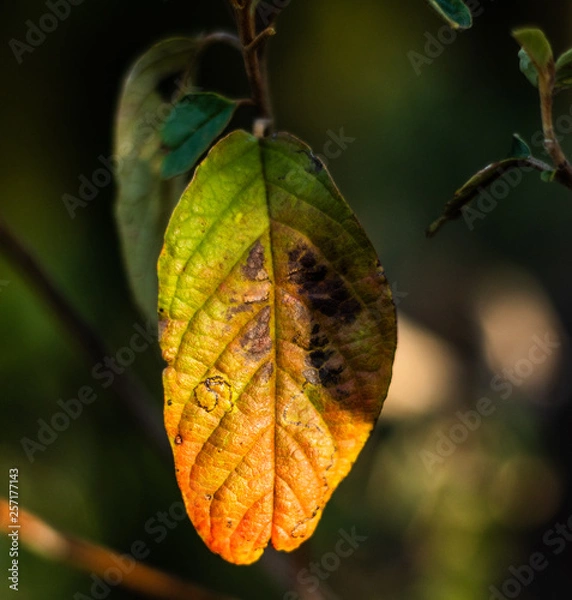 Obraz autumn leaf
