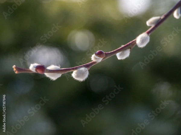 Obraz Weidenkätzchen