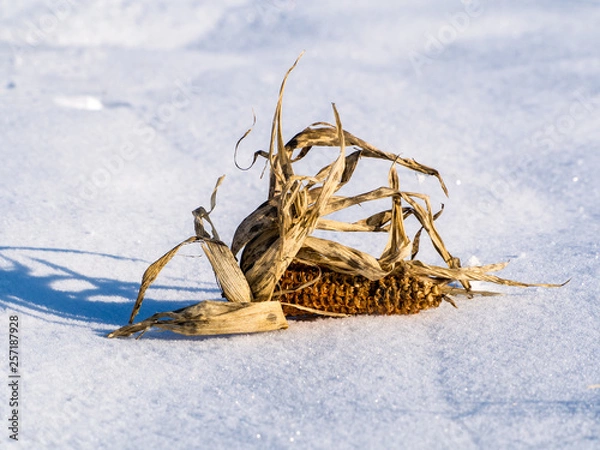 Obraz Maiskolben im Schned