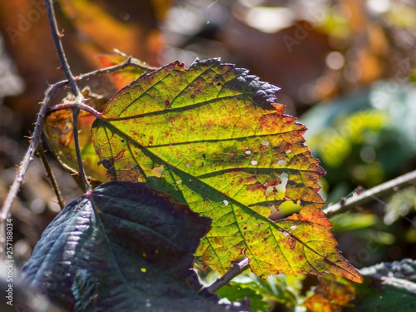 Obraz Blatt einer Brombeere