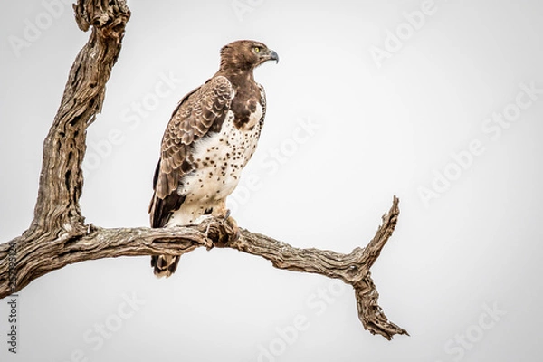 Obraz Martial eagle sitting on a branch.