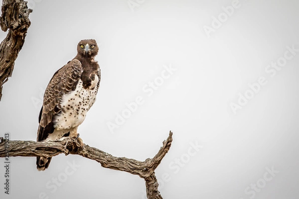 Obraz Martial eagle sitting on a branch.