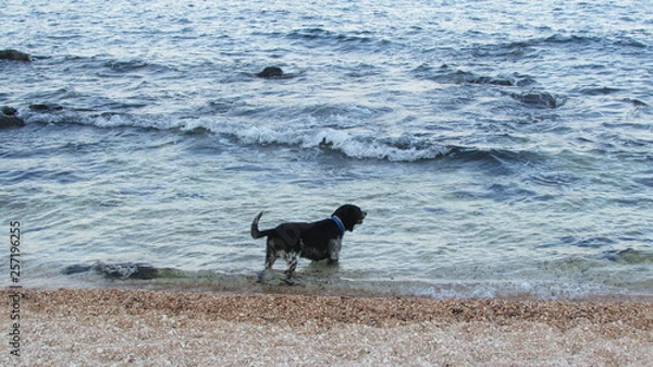 Fototapeta dog beach