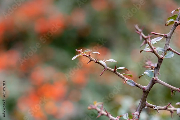 Obraz red leaves and thorns