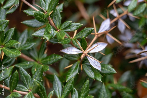 Obraz green leaves and thorns