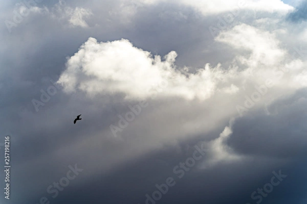 Obraz clouds in the sky with bird