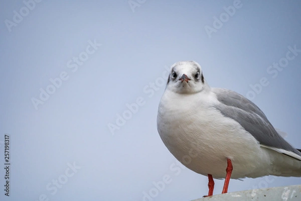 Obraz seagull looking