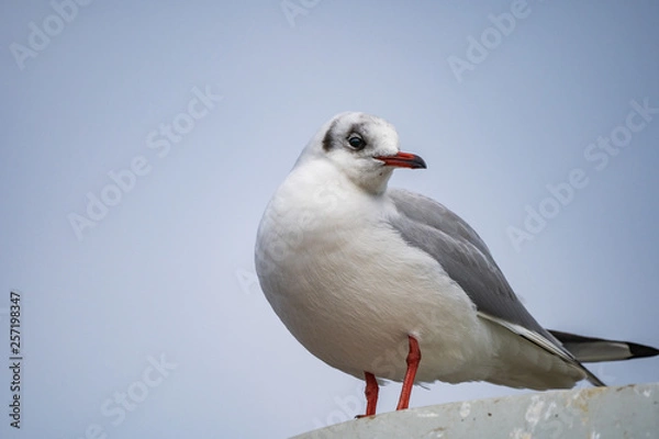 Obraz seagull looking
