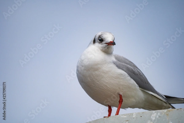 Obraz seagull looking