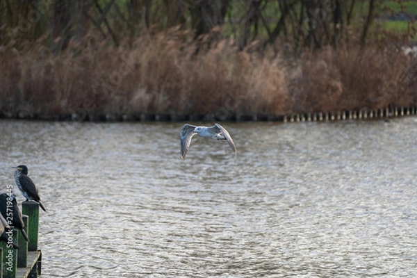 Obraz seagull flying