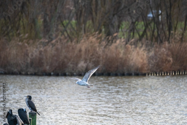 Obraz seagull flying