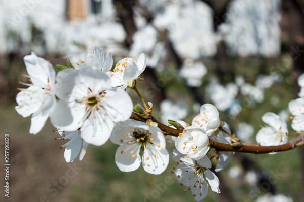 Obraz Close-up Plum Tree In Bloom