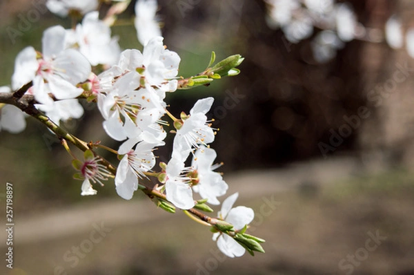 Obraz Close-up Plum Tree In Bloom