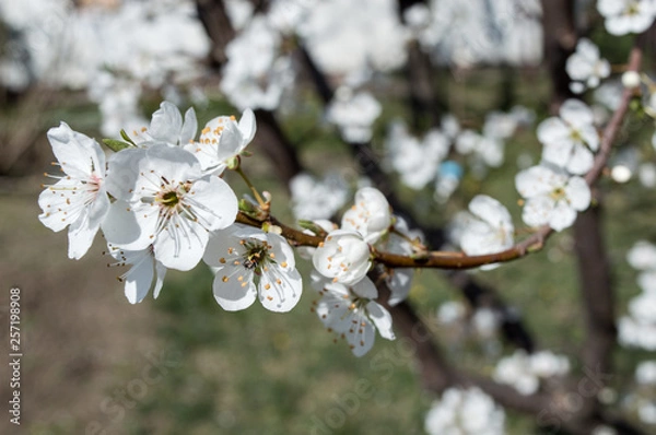 Obraz Close-up Plum Tree In Bloom