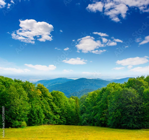 Obraz Photo of green forest and valley in Carpathian mountains