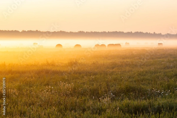 Fototapeta Misty field with grass, wildflowers and bales of hay illuminated by the rising sun