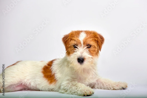 Fototapeta Jack Russell Terrier puppy close up on white background, copy space. Studio shot