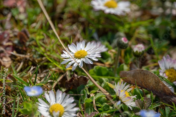 Obraz Frühlingsblumen beim Blühen