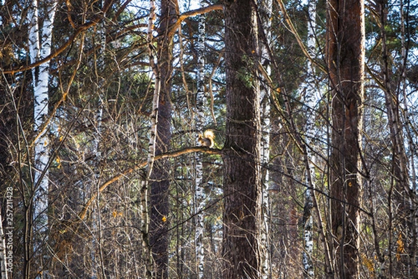 Obraz squirrel in wood