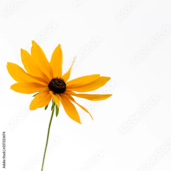 Fototapeta Yellow daisy flower on the white background. Soft, gentle, airy, elegant artistic image.