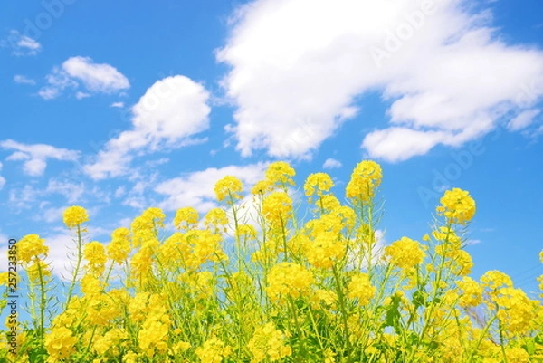 Fototapeta 菜の花と青い空と白い雲