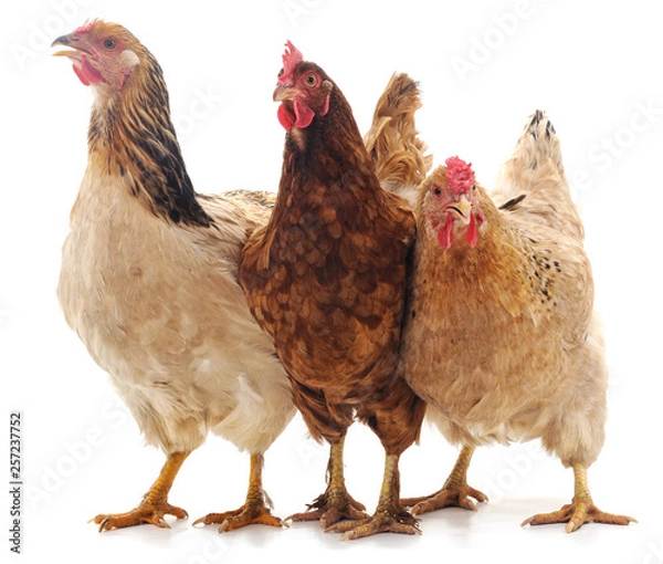 Obraz Three brown chicken.