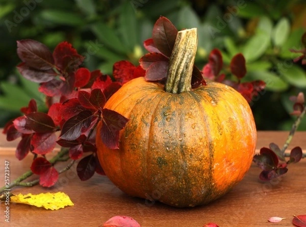 Obraz Pumpkin and  leaves