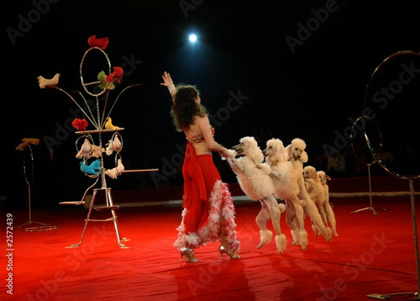 Obraz in circus