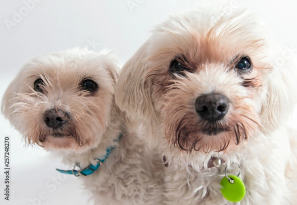 Obraz maltese