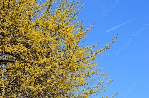 Obraz yellow flowers on the tree