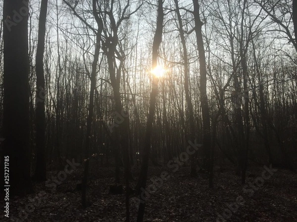 Obraz spauiergang im wald 