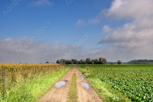 Obraz Landscape near Ossendrecht